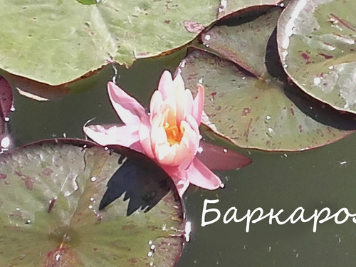Баркарола